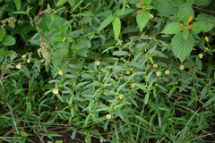 Sida acuta